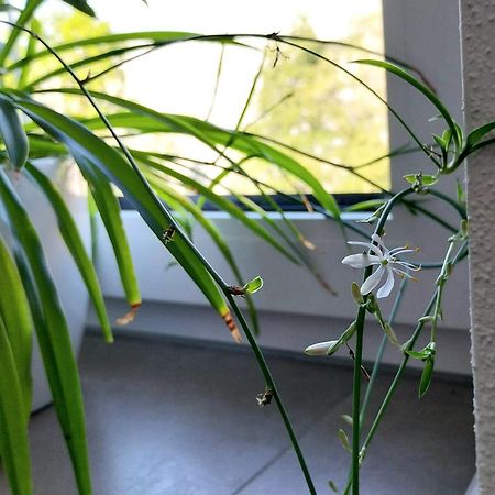 Kempten Mit Bauernhof-Flair Eksteriør billede